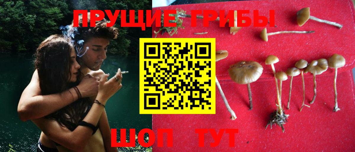 наркошоп  Псилоцибиновые грибы прущие грибы  Вход с VPN  Оренбург 